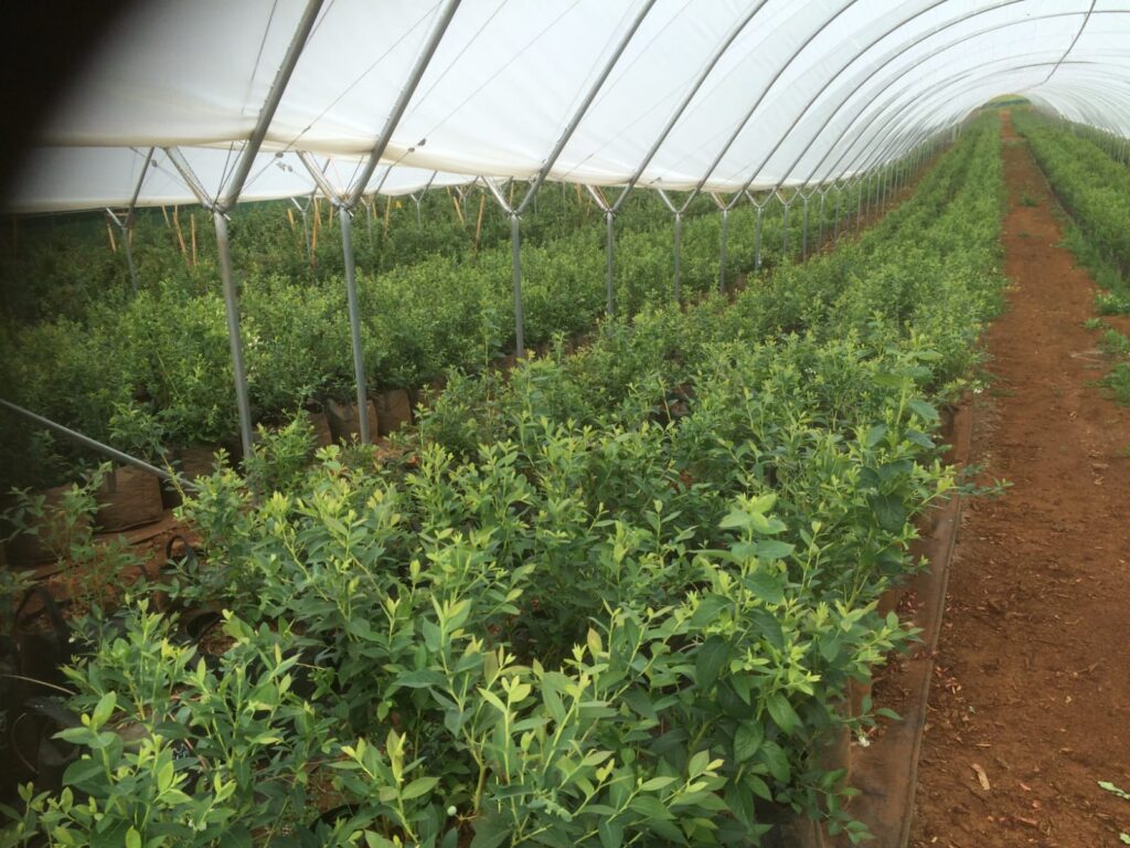 Farm Planning & Establishment