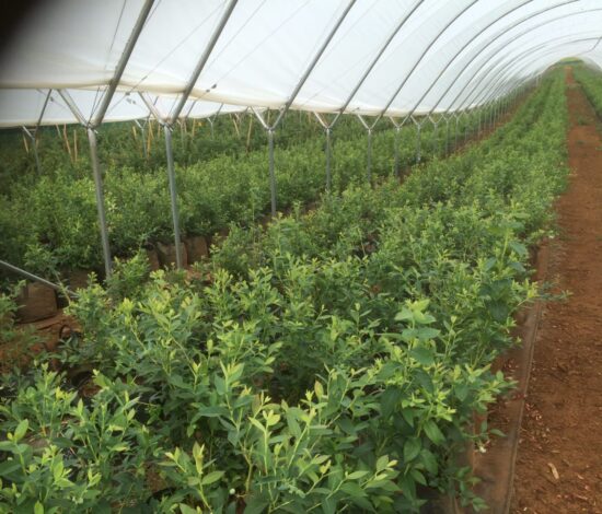 Farm Planning & Establishment