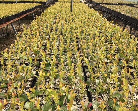 Nursery Development