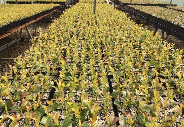 Nursery Development